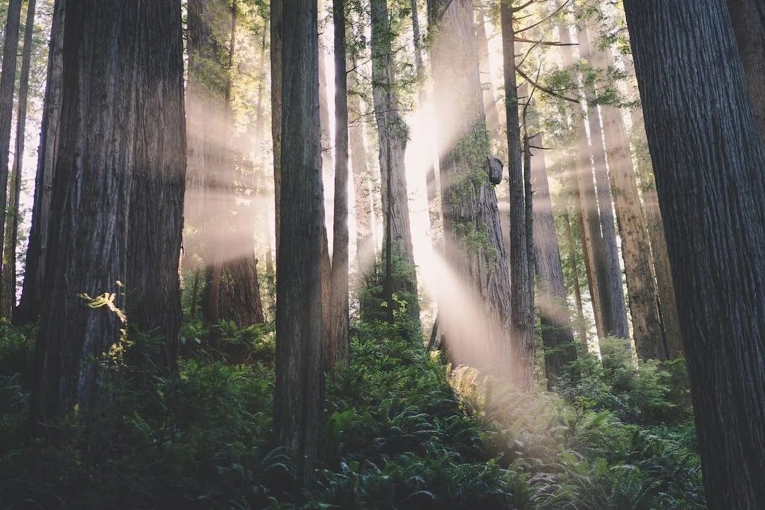 Sunlight streaming through a redwood forest
